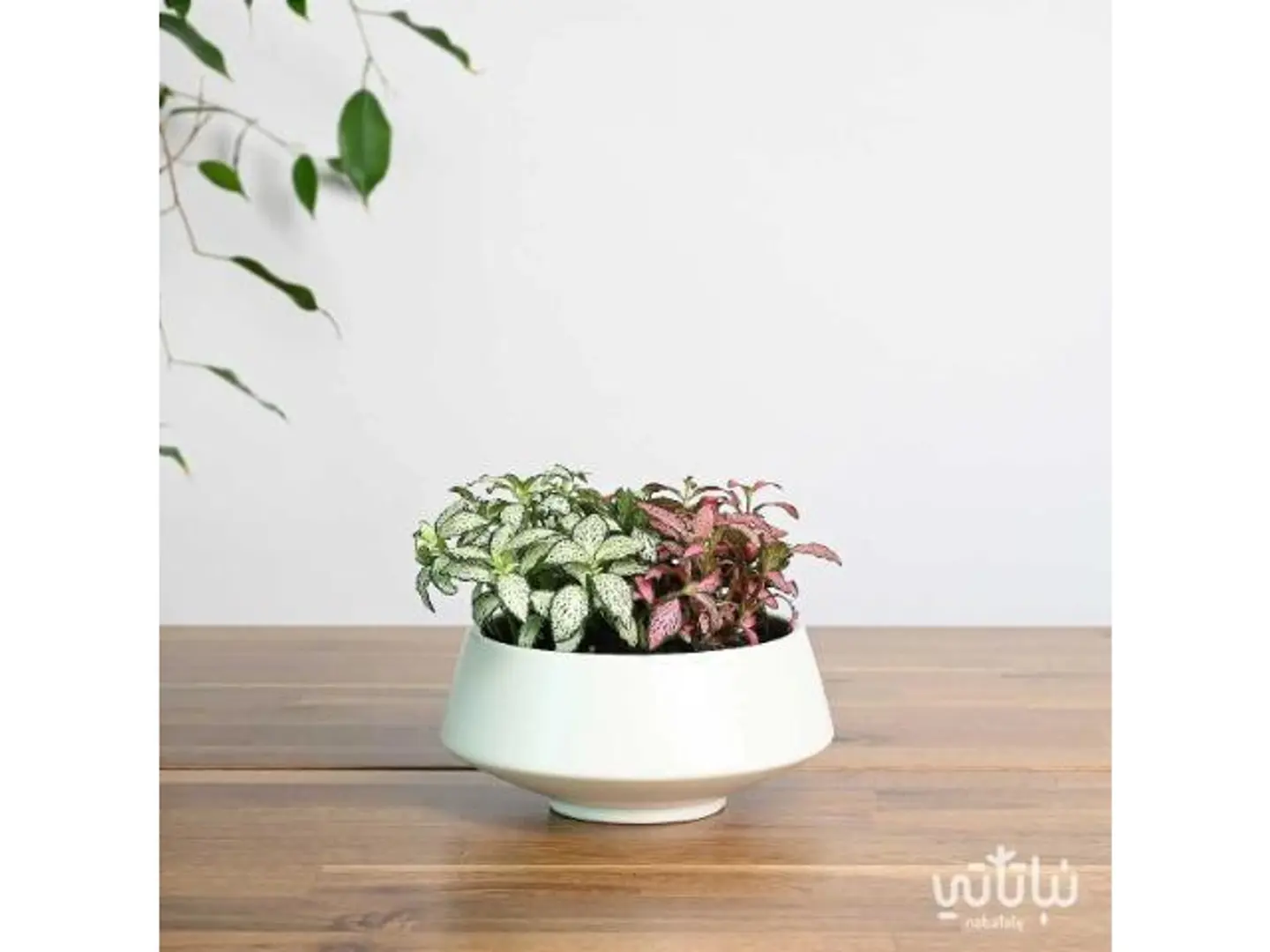 Colorful Fittonia Ceramic