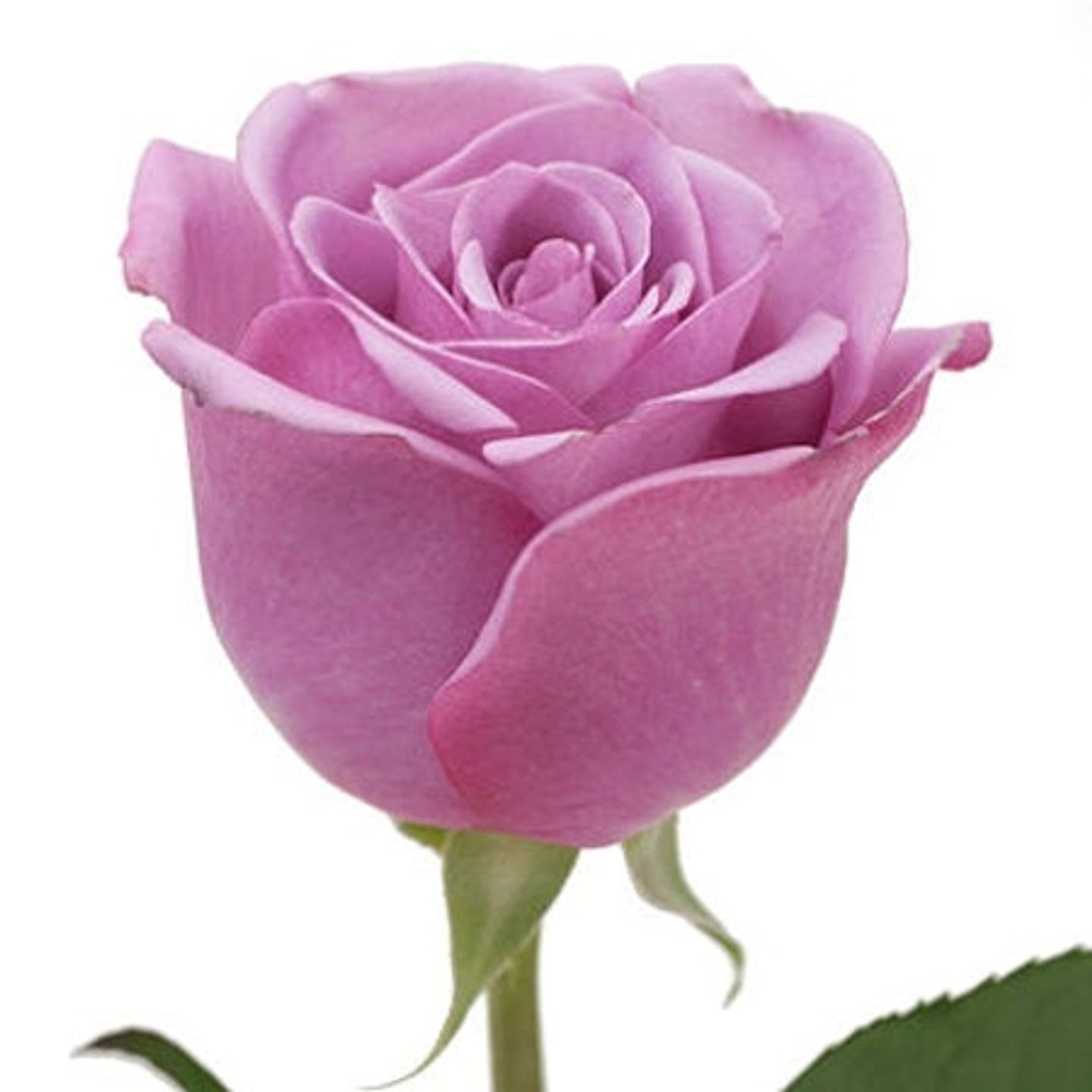 Purple Rose