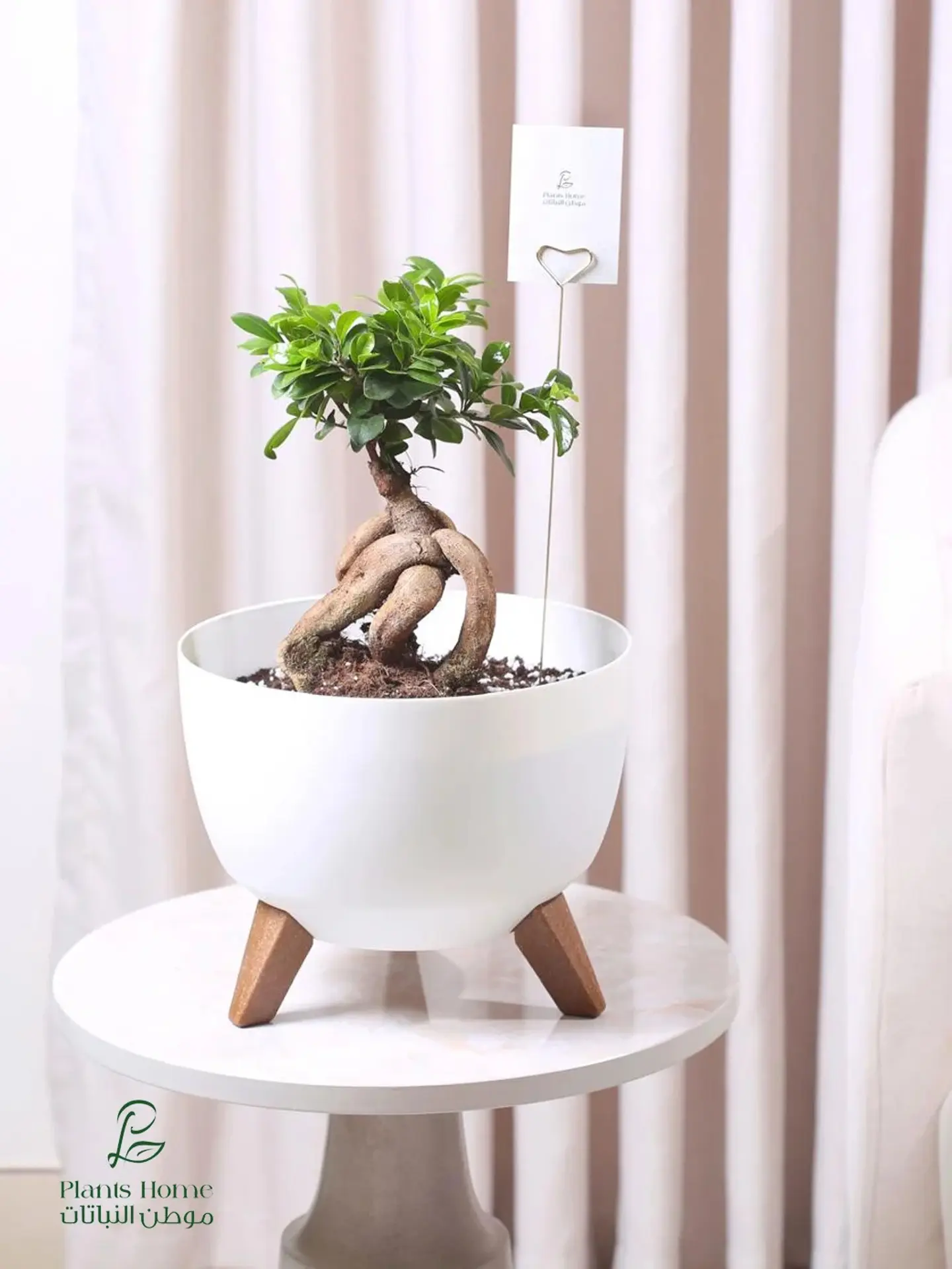 Bonsai Plant With Geometric Shape In Elegant White Pot