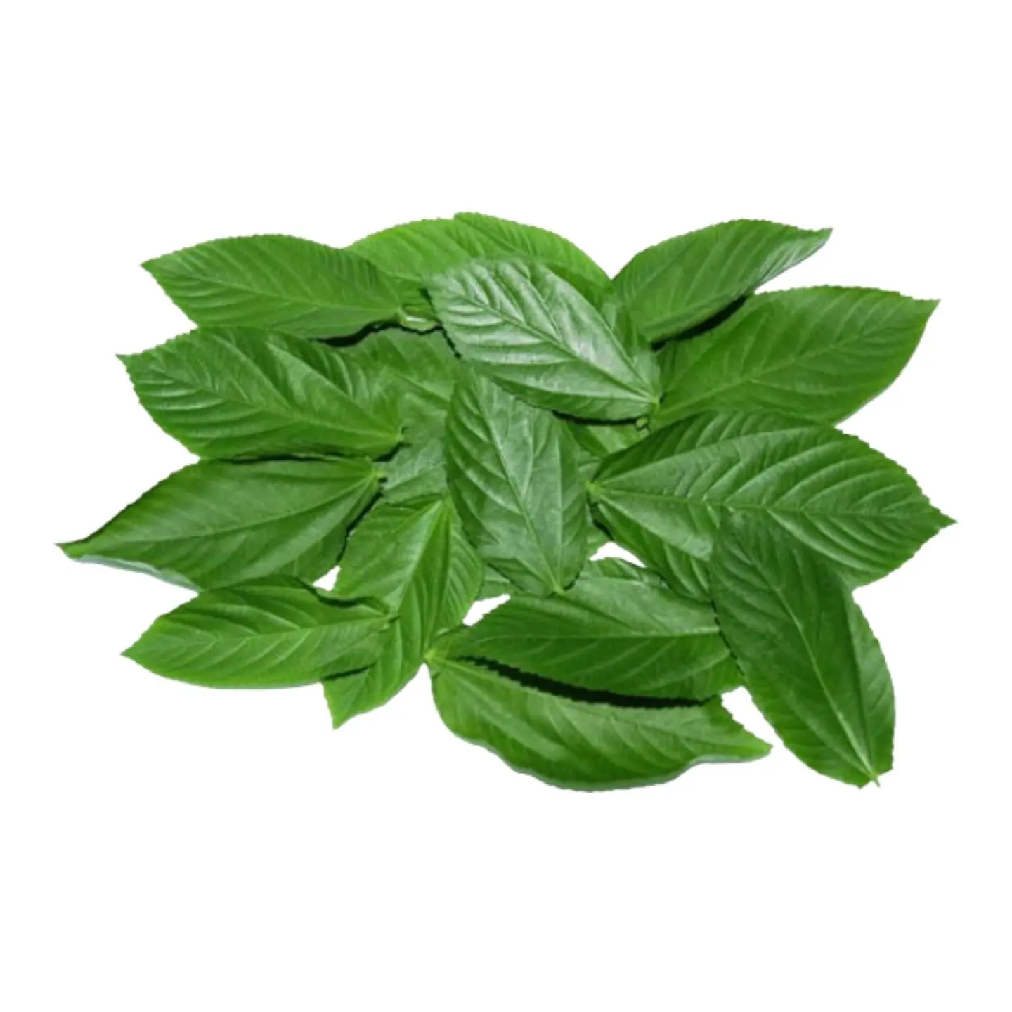 ملوخيه ربطه