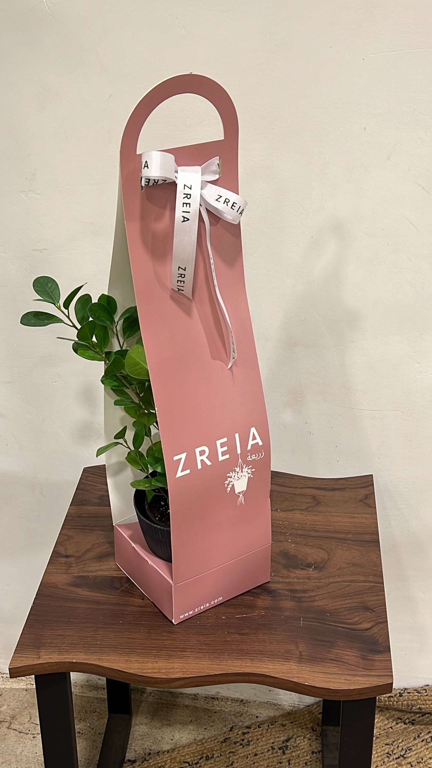 Ficus Panda Plant, Pink Package, 14 Cm
