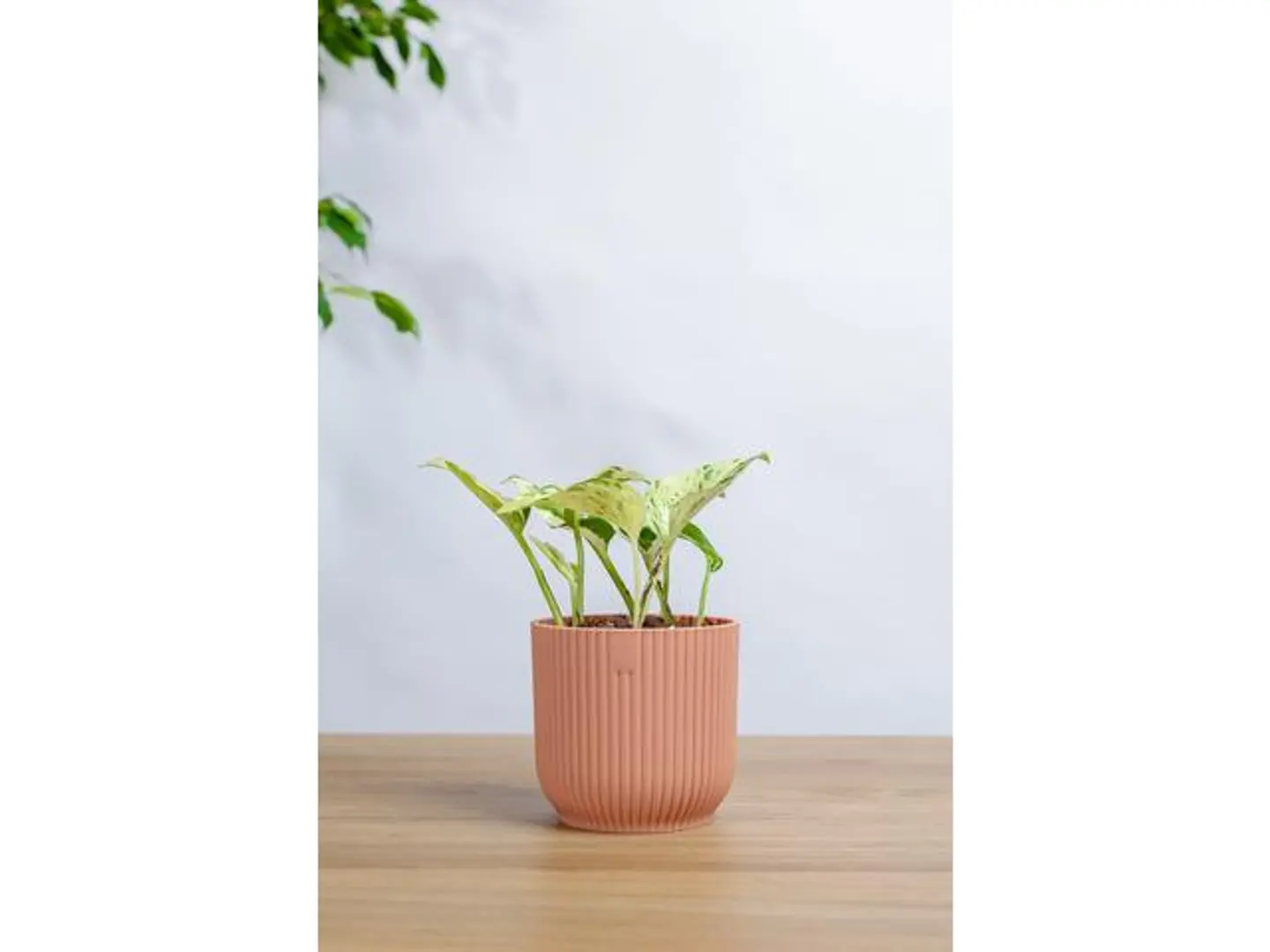 Enjoy Pothos Plant In A Pink Plastic Pot