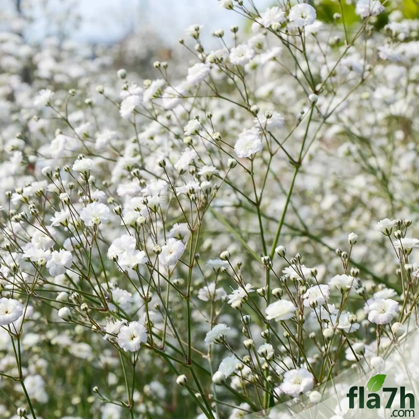 Gypsophila