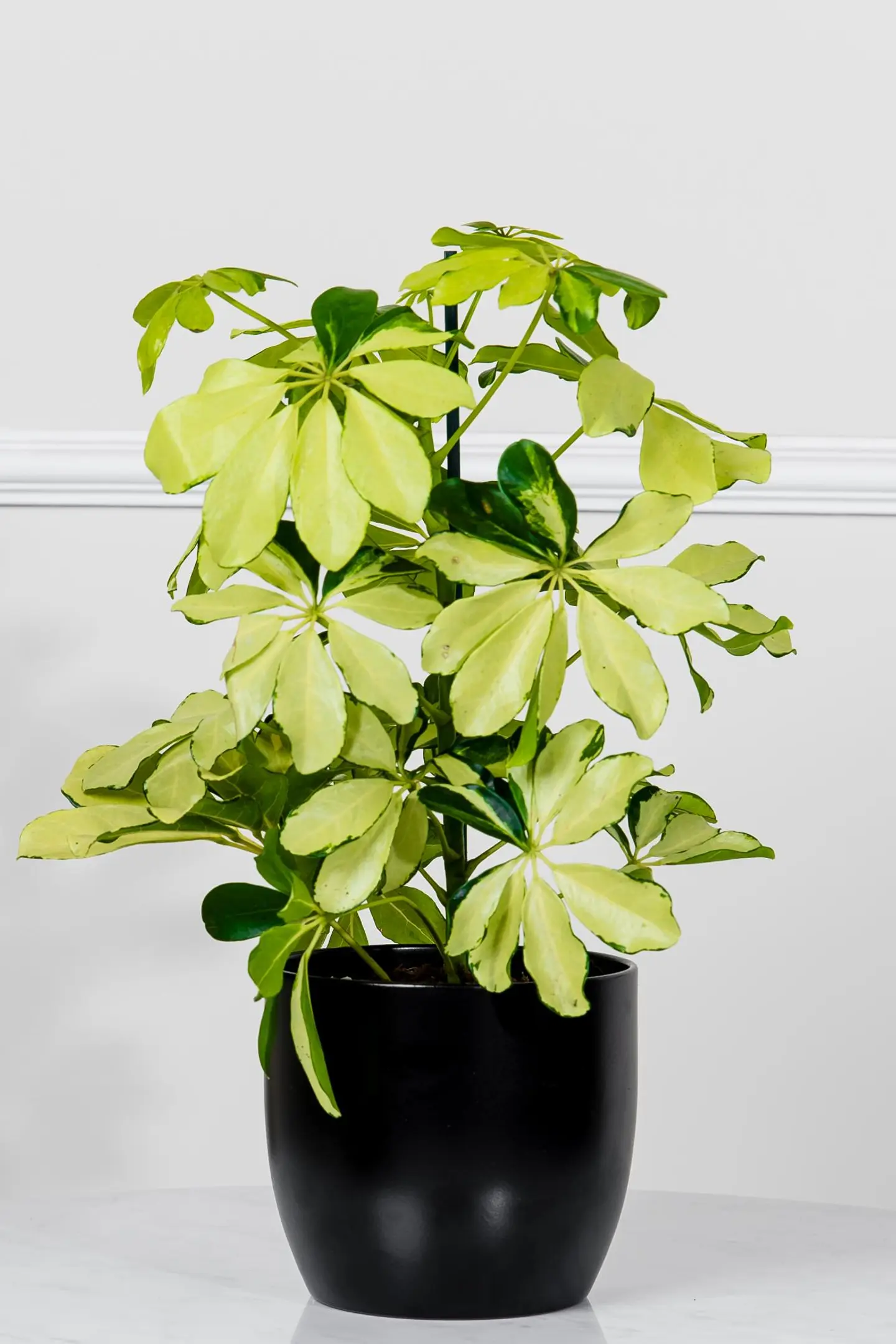 نبتة الشفليرا الذهبية في أصيص سيراميك أسود أنيق