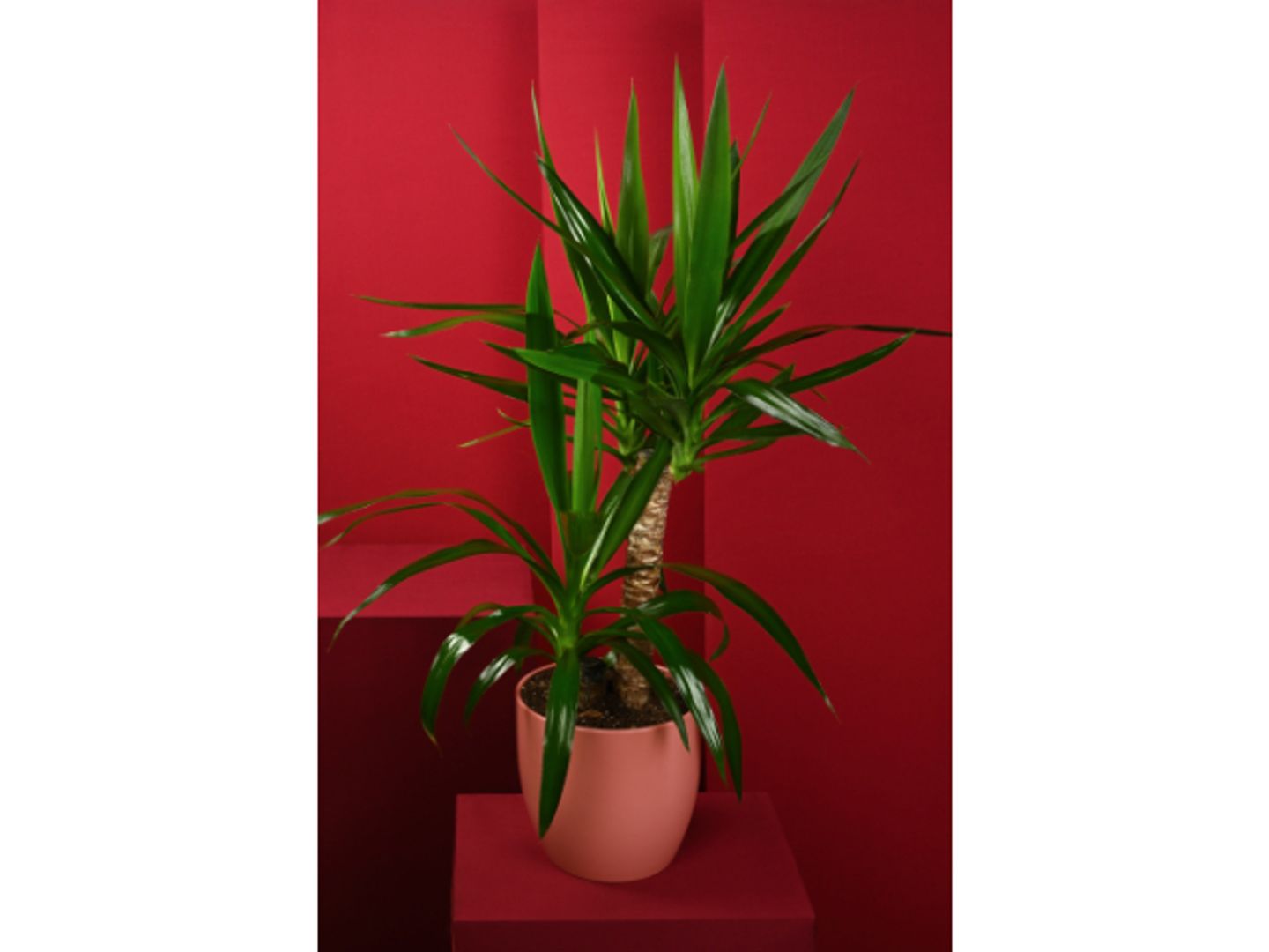 Yucca Plant