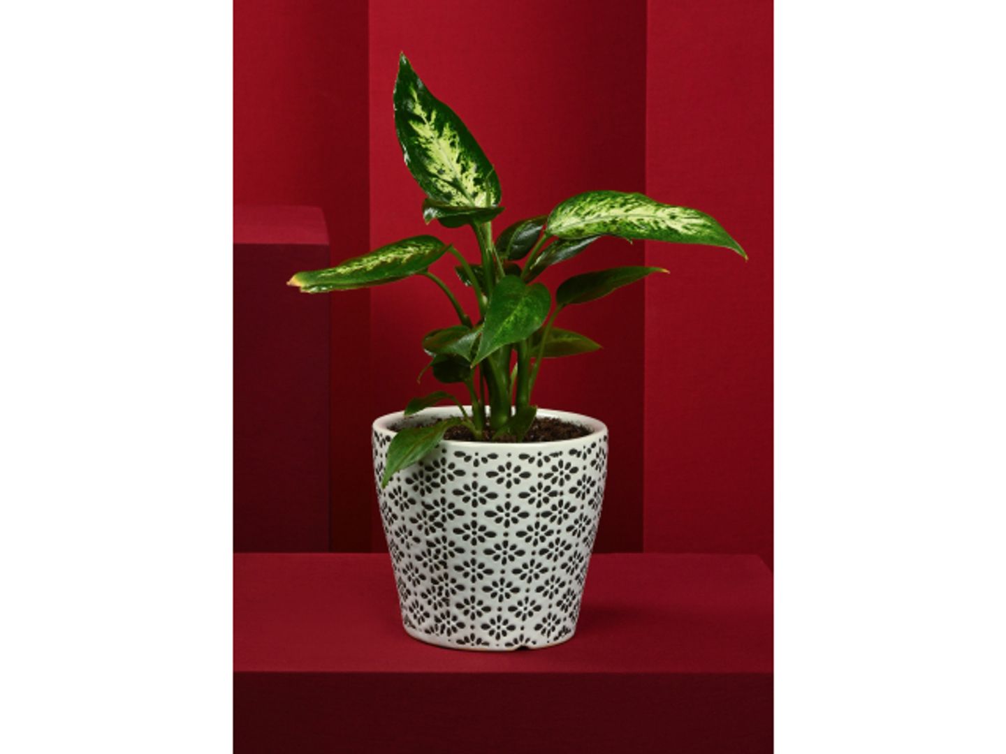 Dieffenbachia Plant