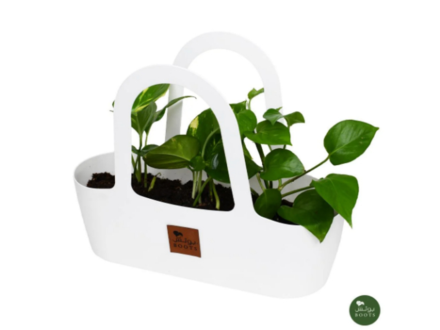 17 Pothos Plant In A White Basket