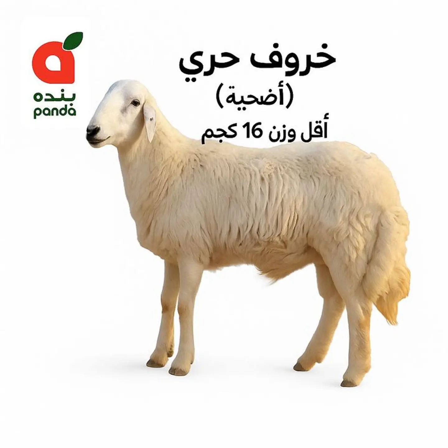 Fresh Hari Lamb (Adhia) Min Weight 16 Kg