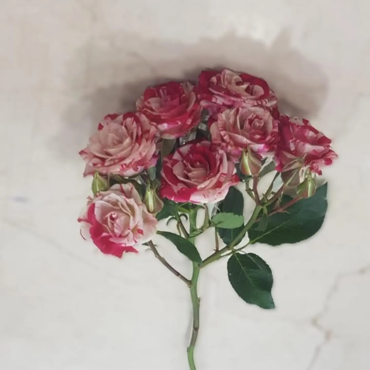 Double Color Fuchsia Baby Rose