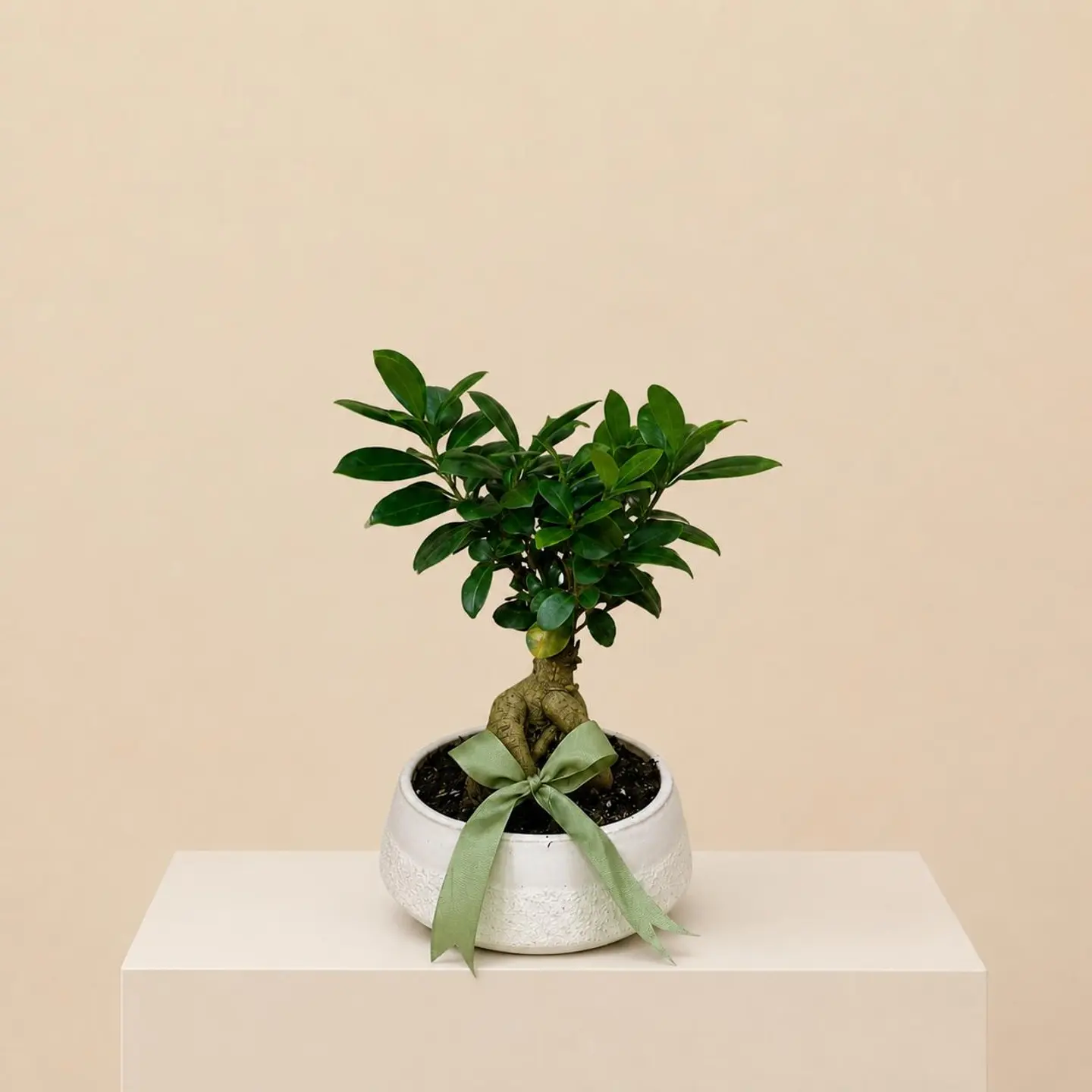 Ginseng Bonsai Plant