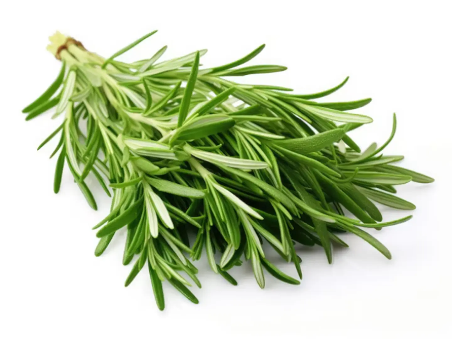 اكليل الجبل مستورد