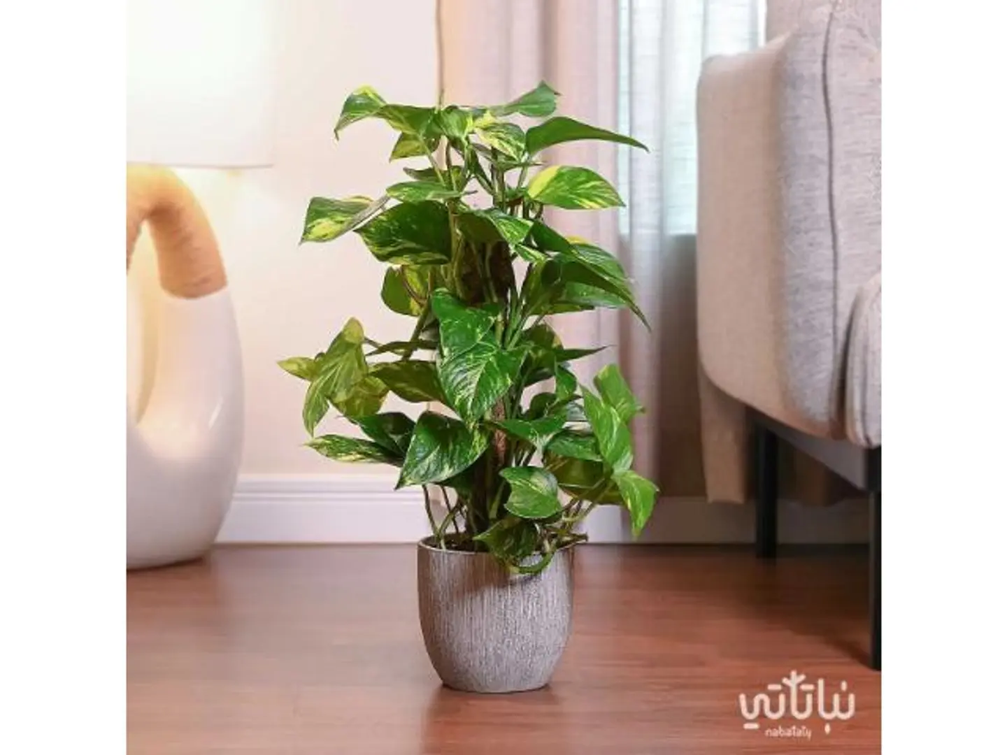 Climbing Pothos Cement Grey