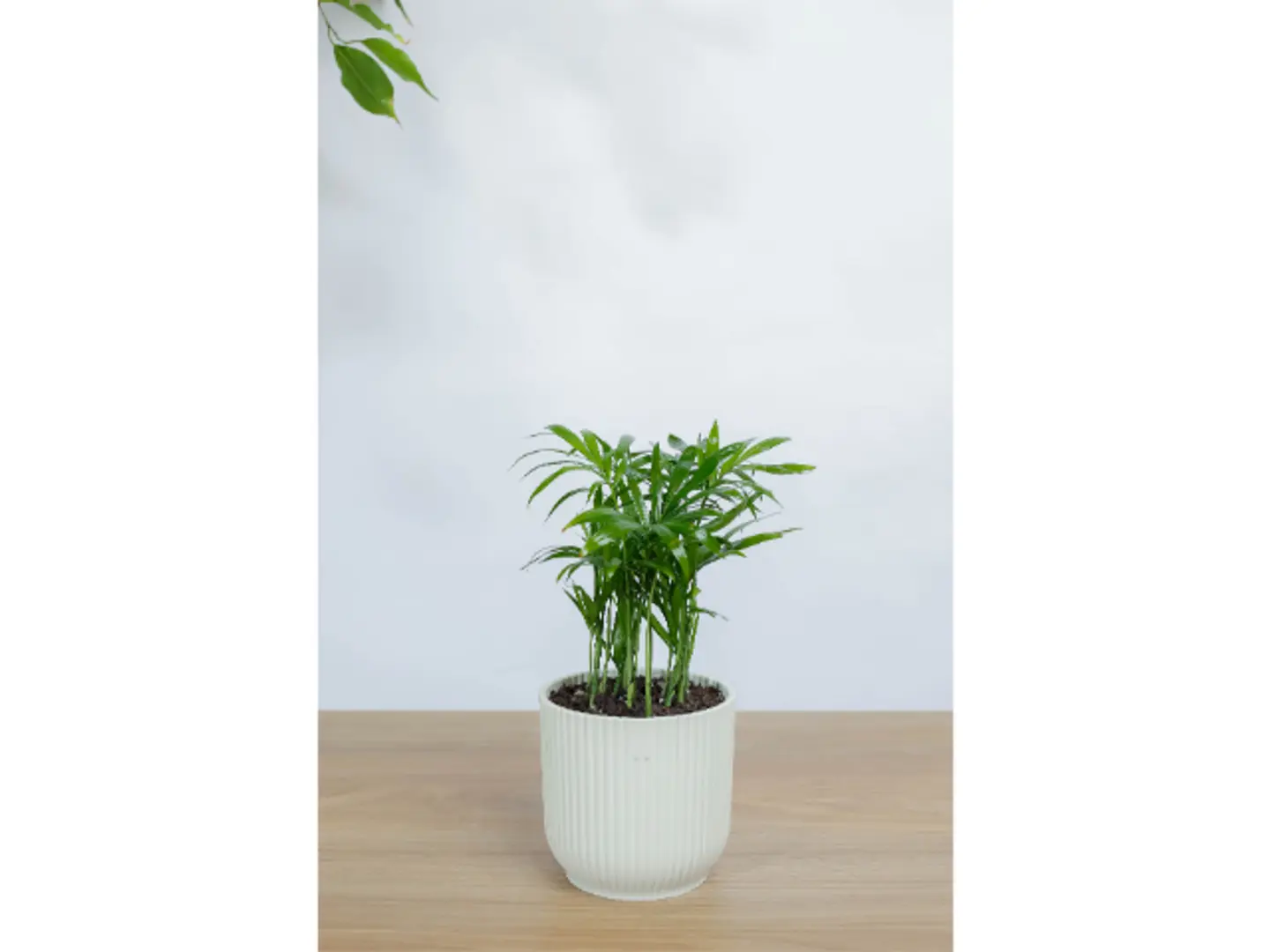 نبتة شامادورا في اصيص ابيض مخطط