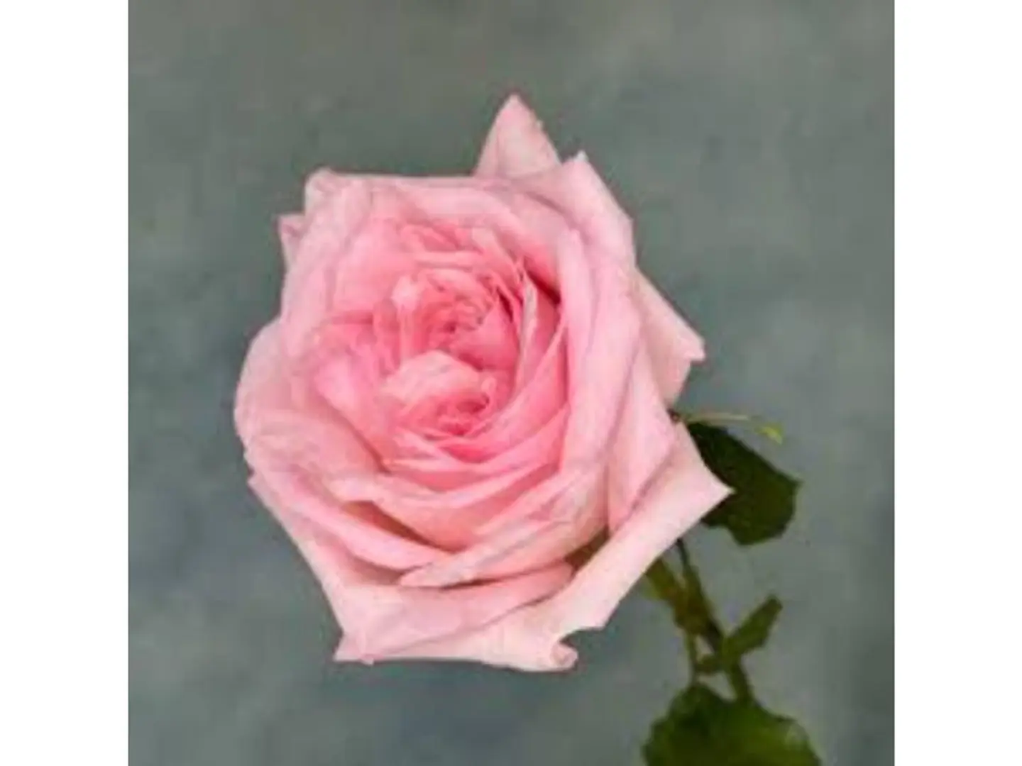 Pink Rose