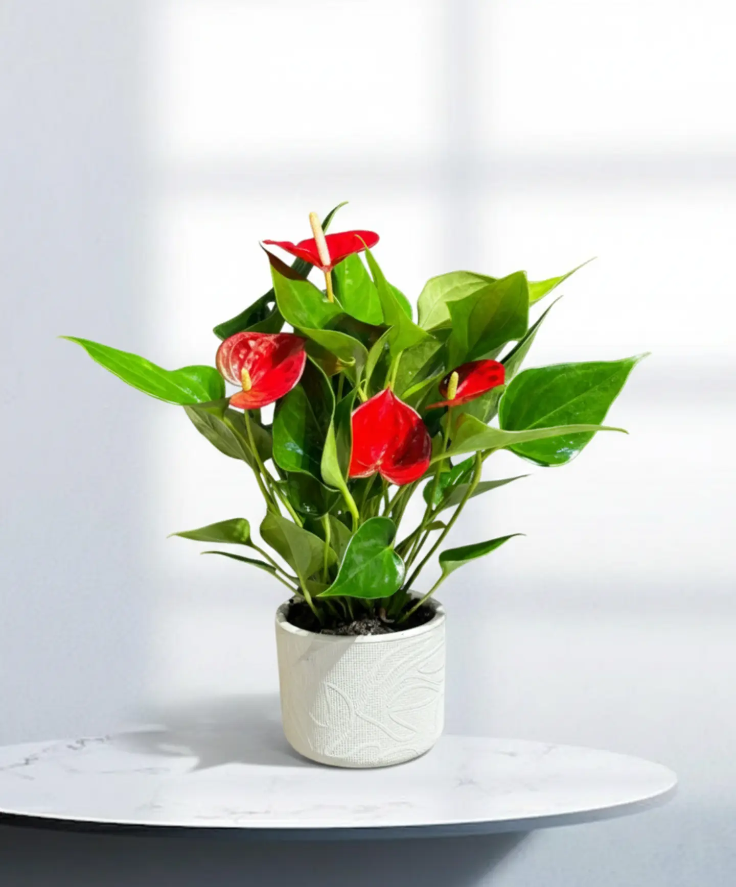 نبتة الأنتوريوم