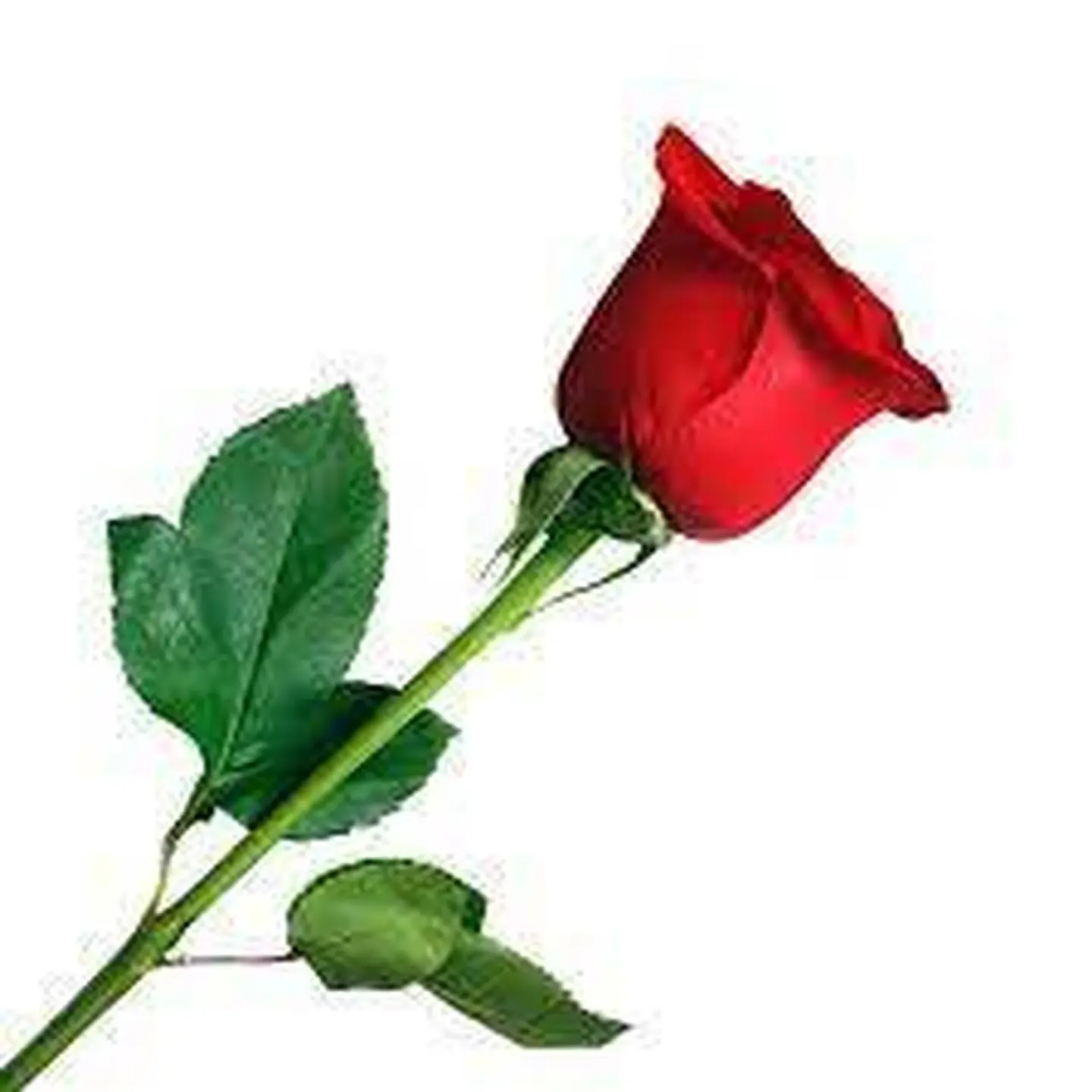 Red Rose
