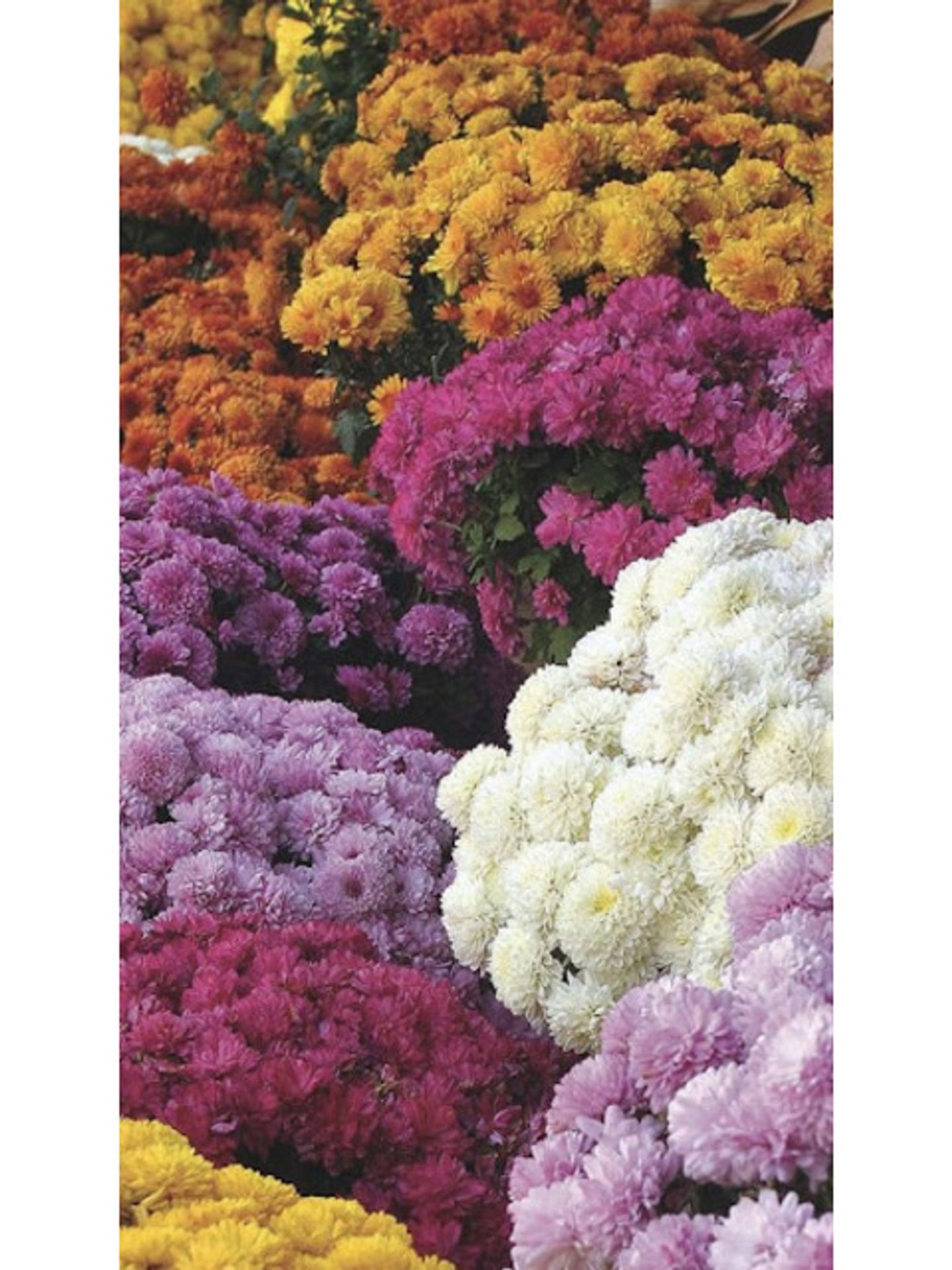 Chrysanthemum Flower