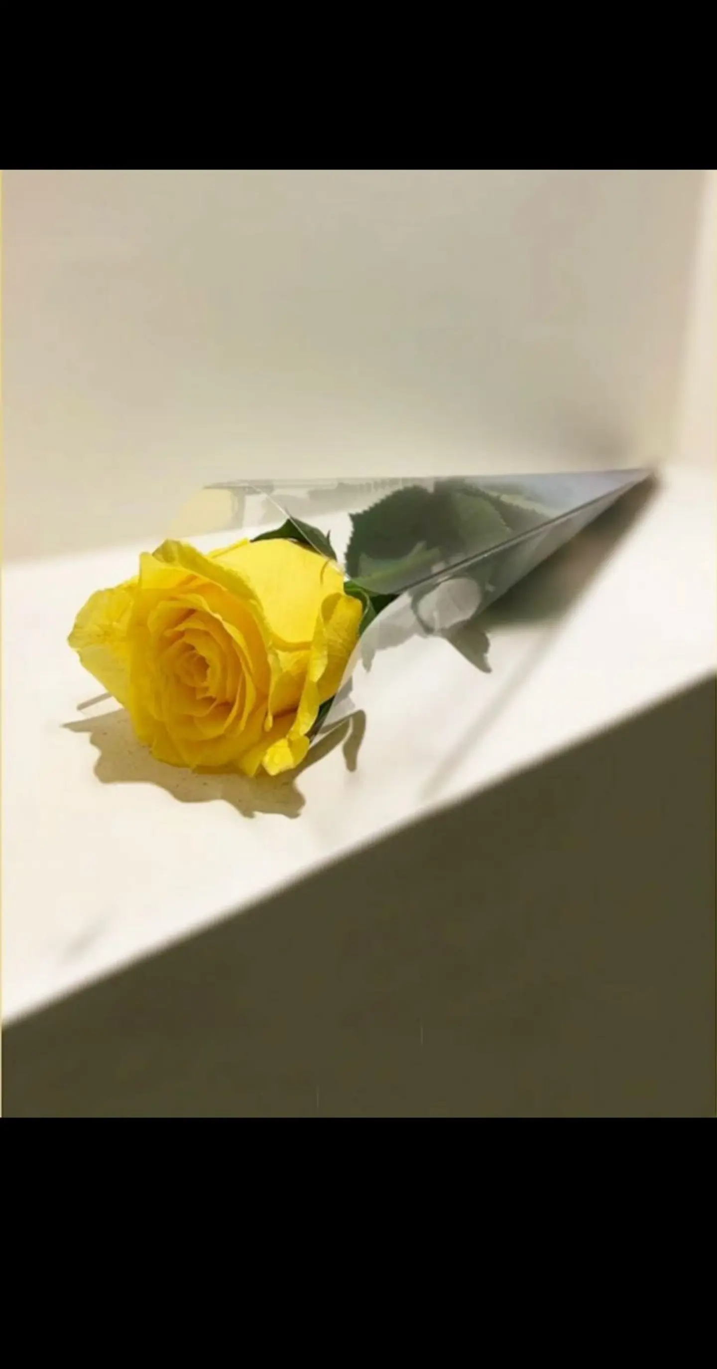 ورد أصفر حبة
