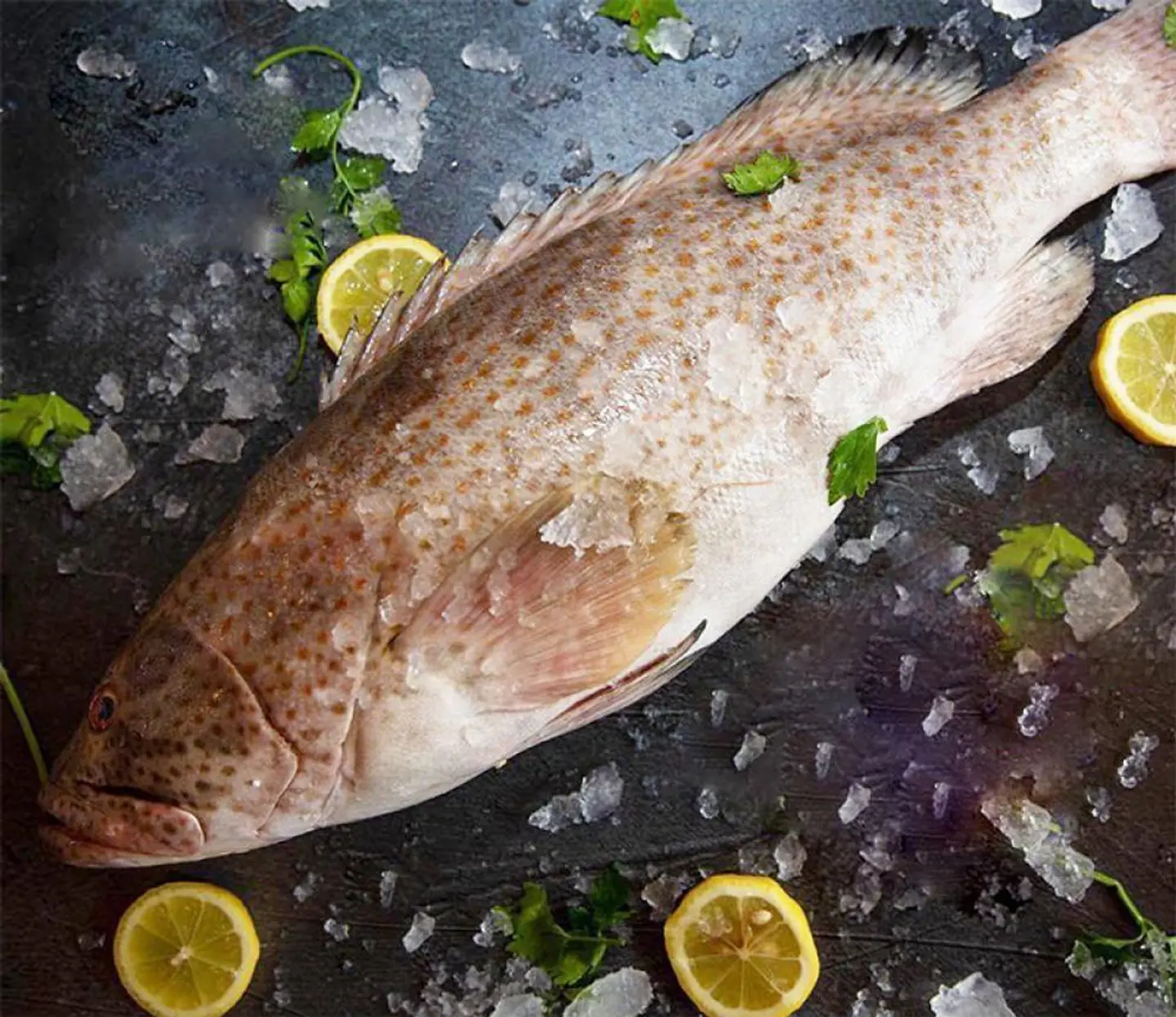 Grouper Fish
