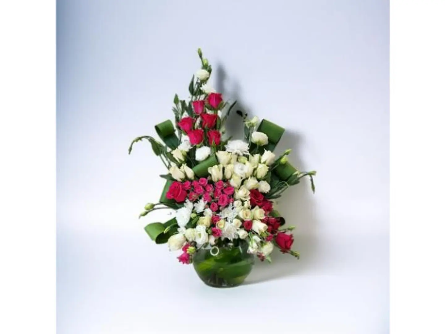 Rose Color Format Of Adoration And Purity