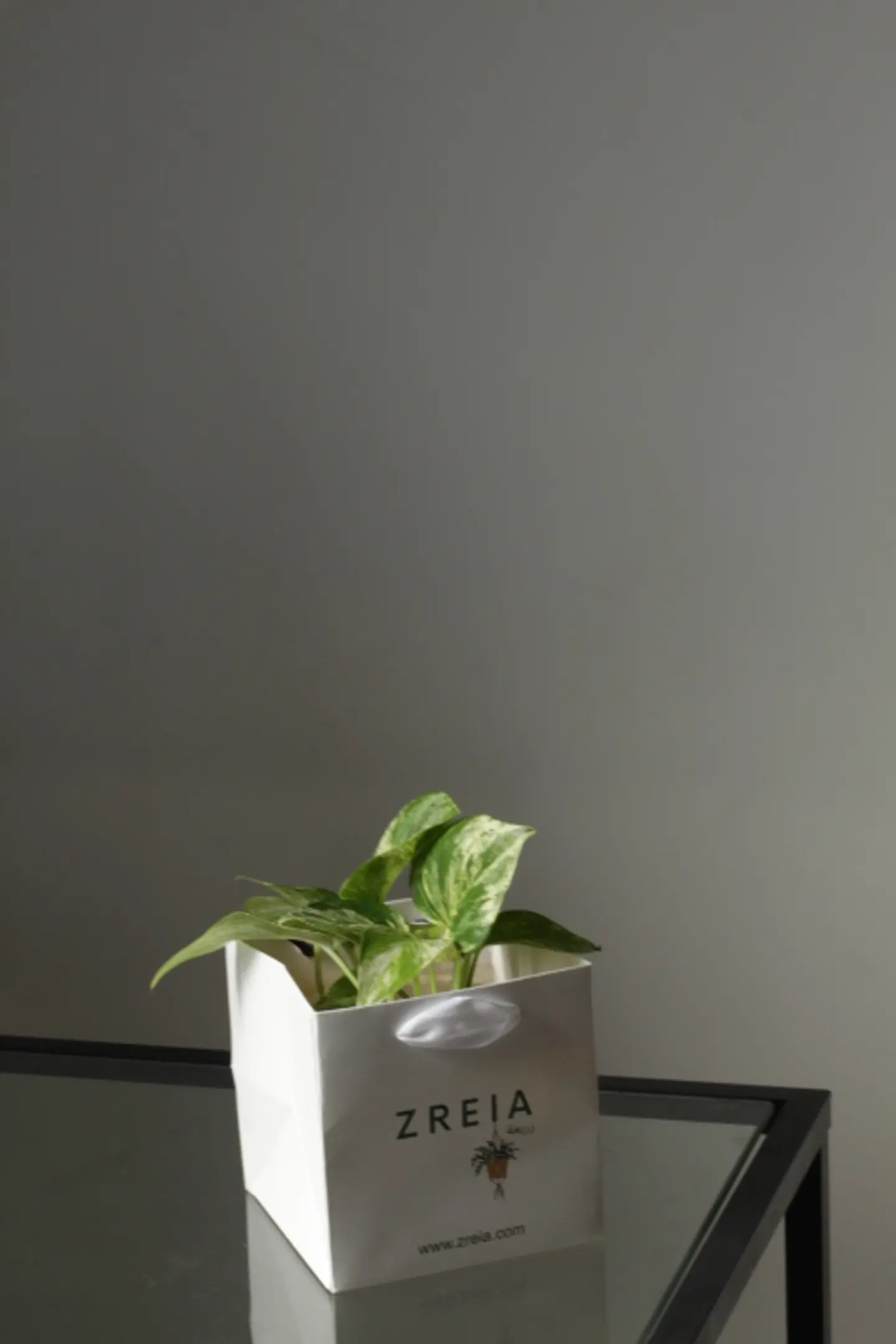 Marble Queen Pothos Plant Prepared In A 12cm White Zreia Package