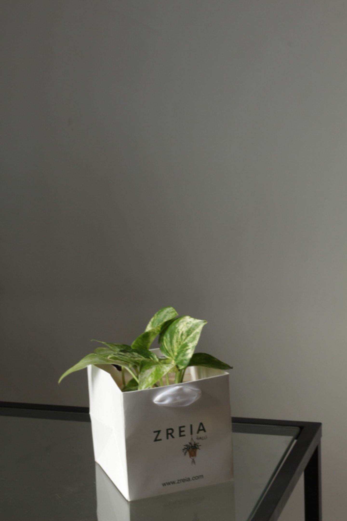 Marble Queen Pothos Plant Prepared In A 12cm White Zreia Package