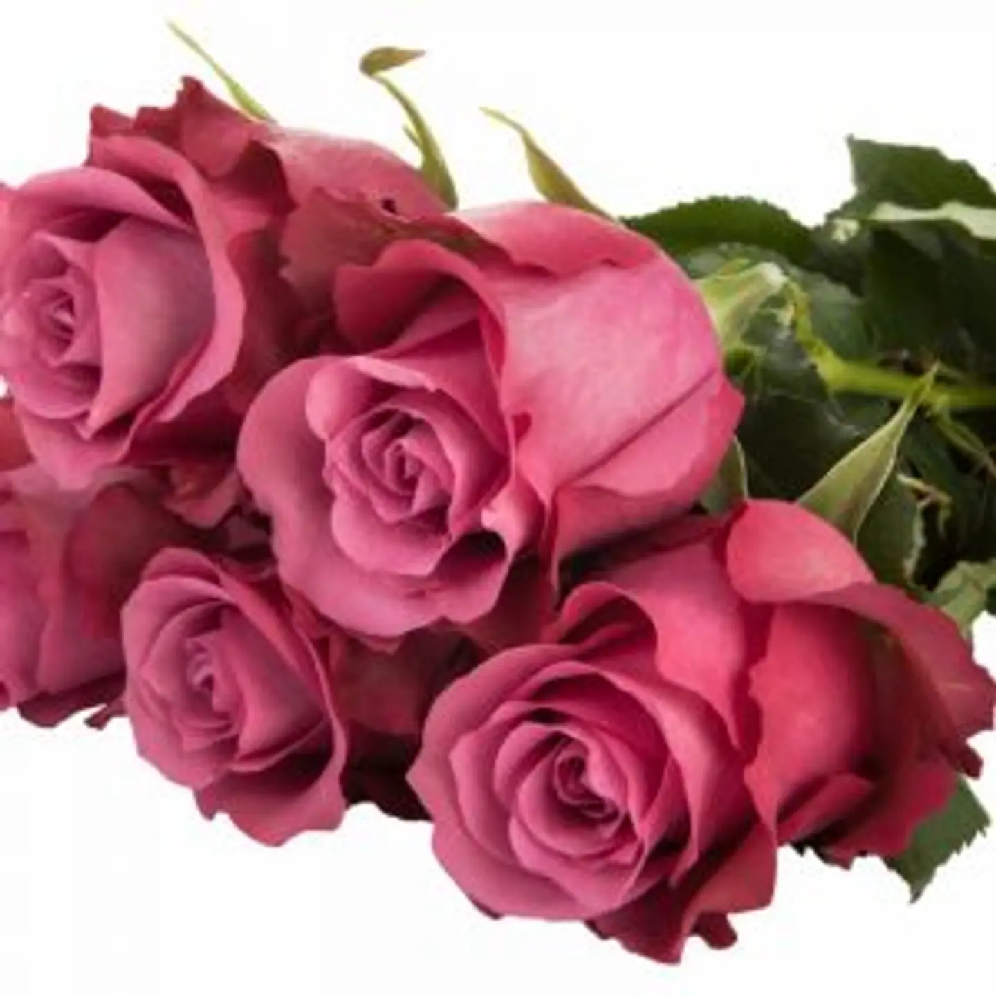 A37 Lilac Rose 10 Stem