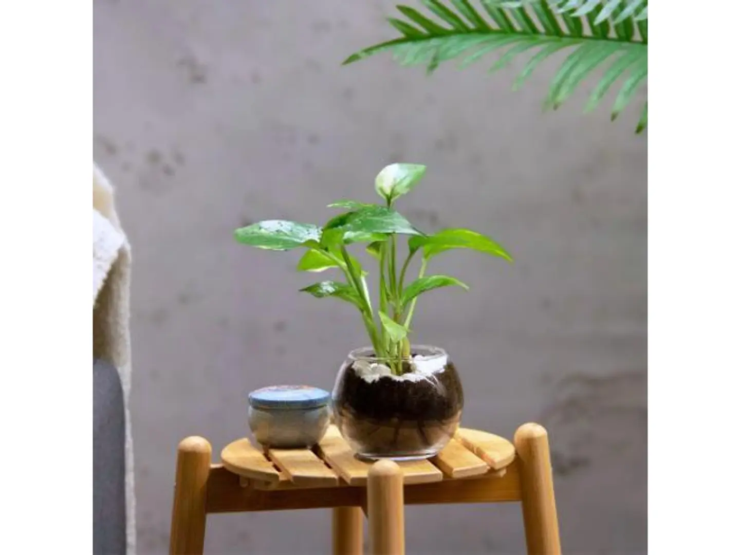 Mini Pothos Plant In Small Vase