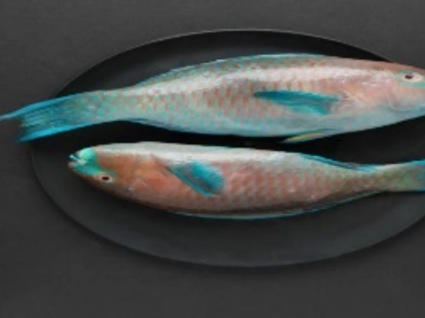 Hareed Fish