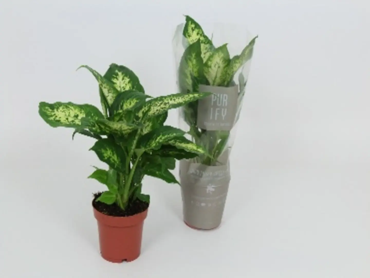 Dieffenbachia Compacta P12