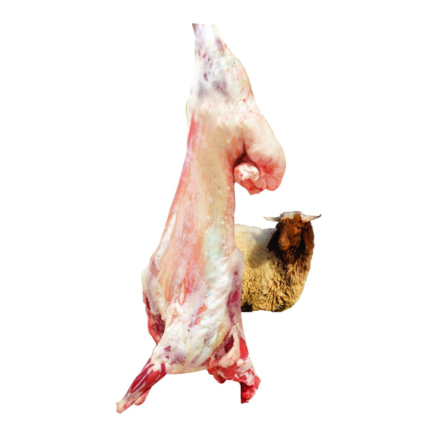 Naimy Whole Lamb Male 14kg To 17kg