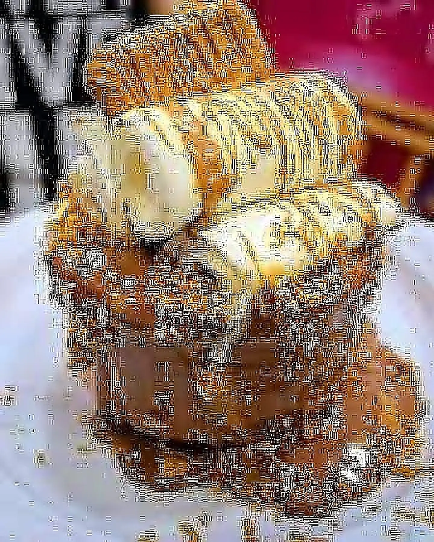Lotus Biscuits