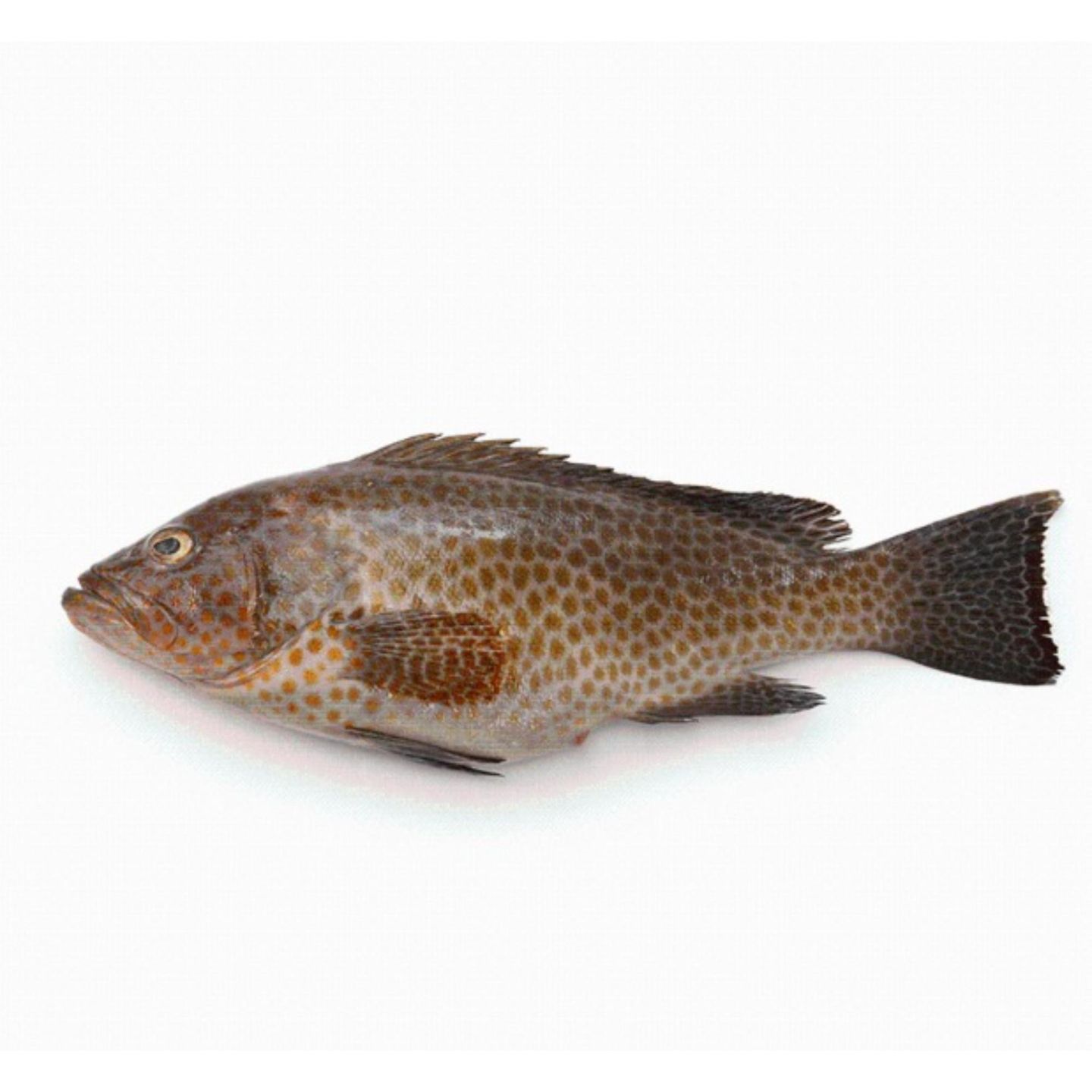 Large Grouper Fish