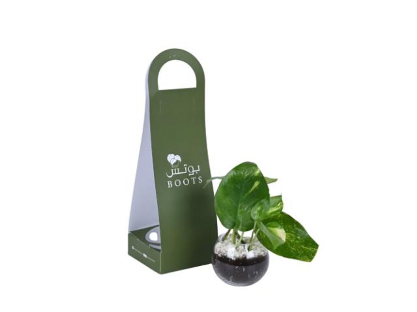 7  Pothos Plant In A Holder