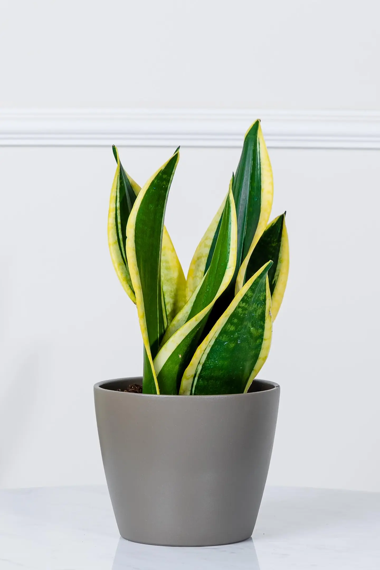 نبتة جلد النمر في أصيص سيراميك رصاصي