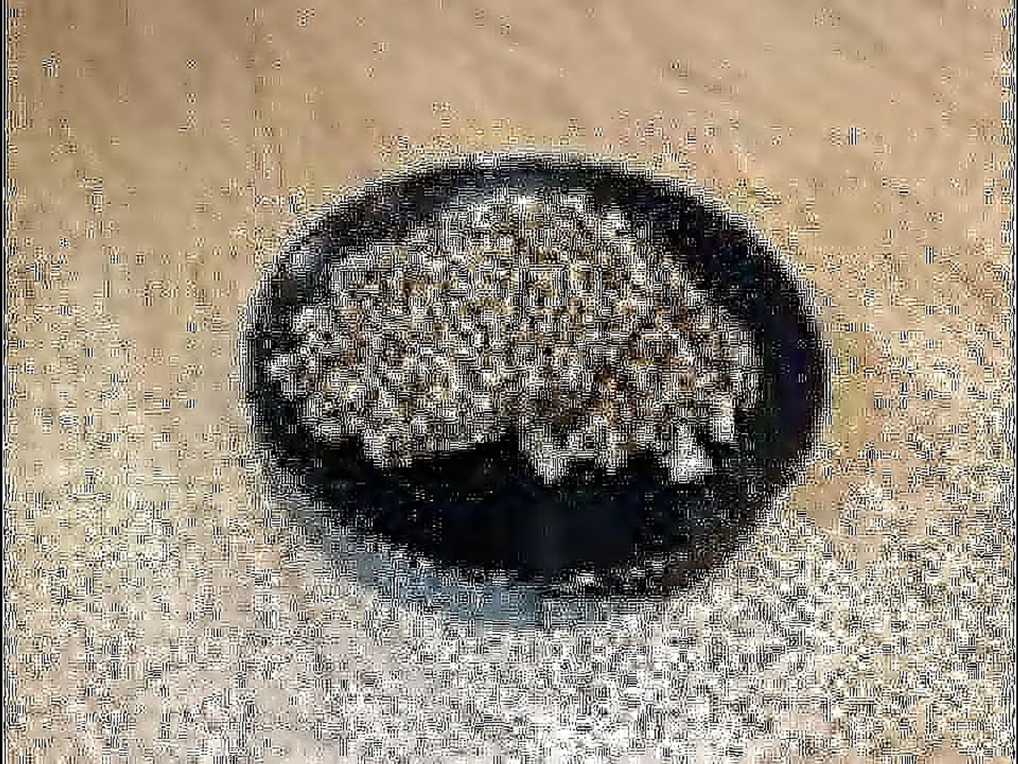 وافل شكولاته + ( مشروب ساخن شاي تلقيمة او كرك)