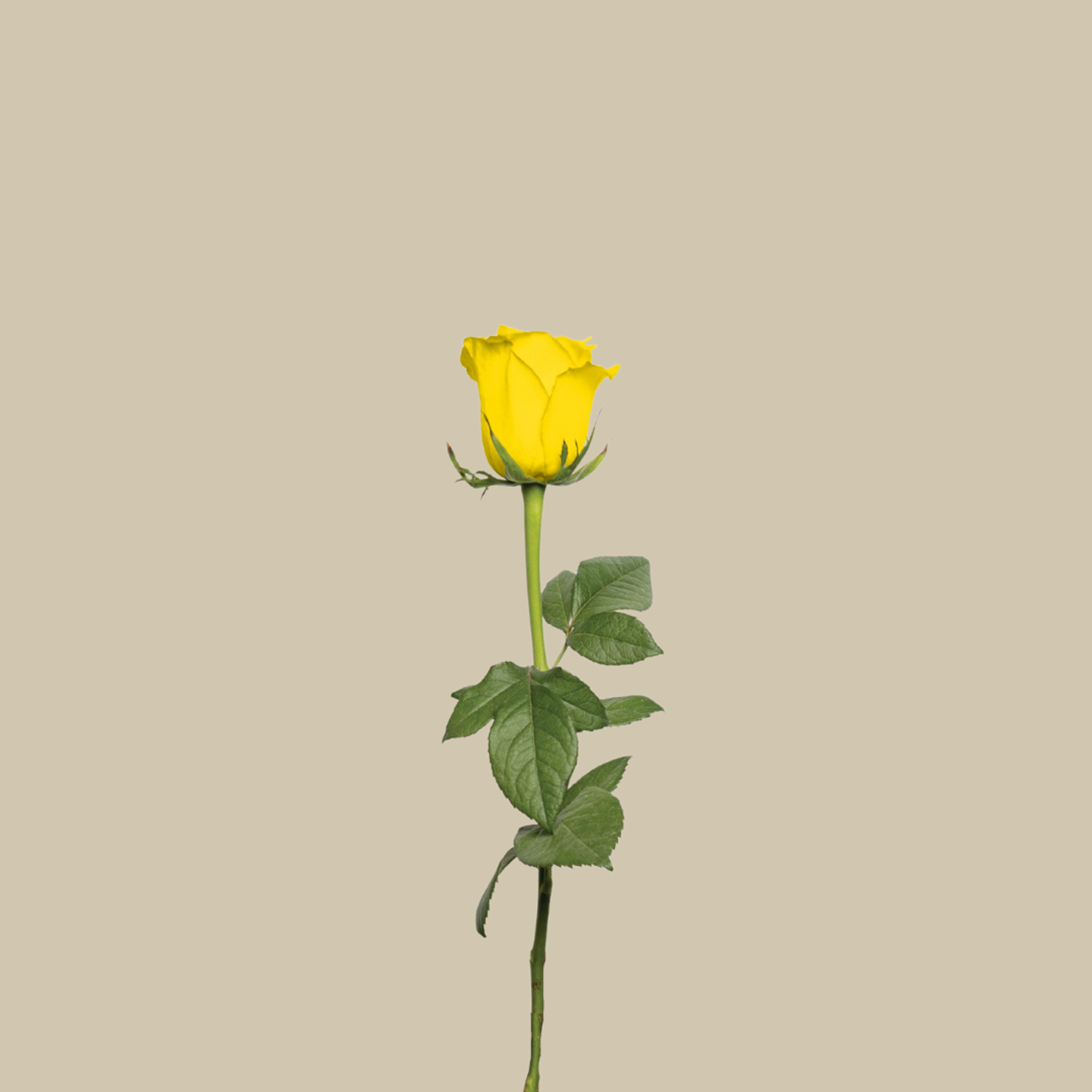 Yellow Rose Roses