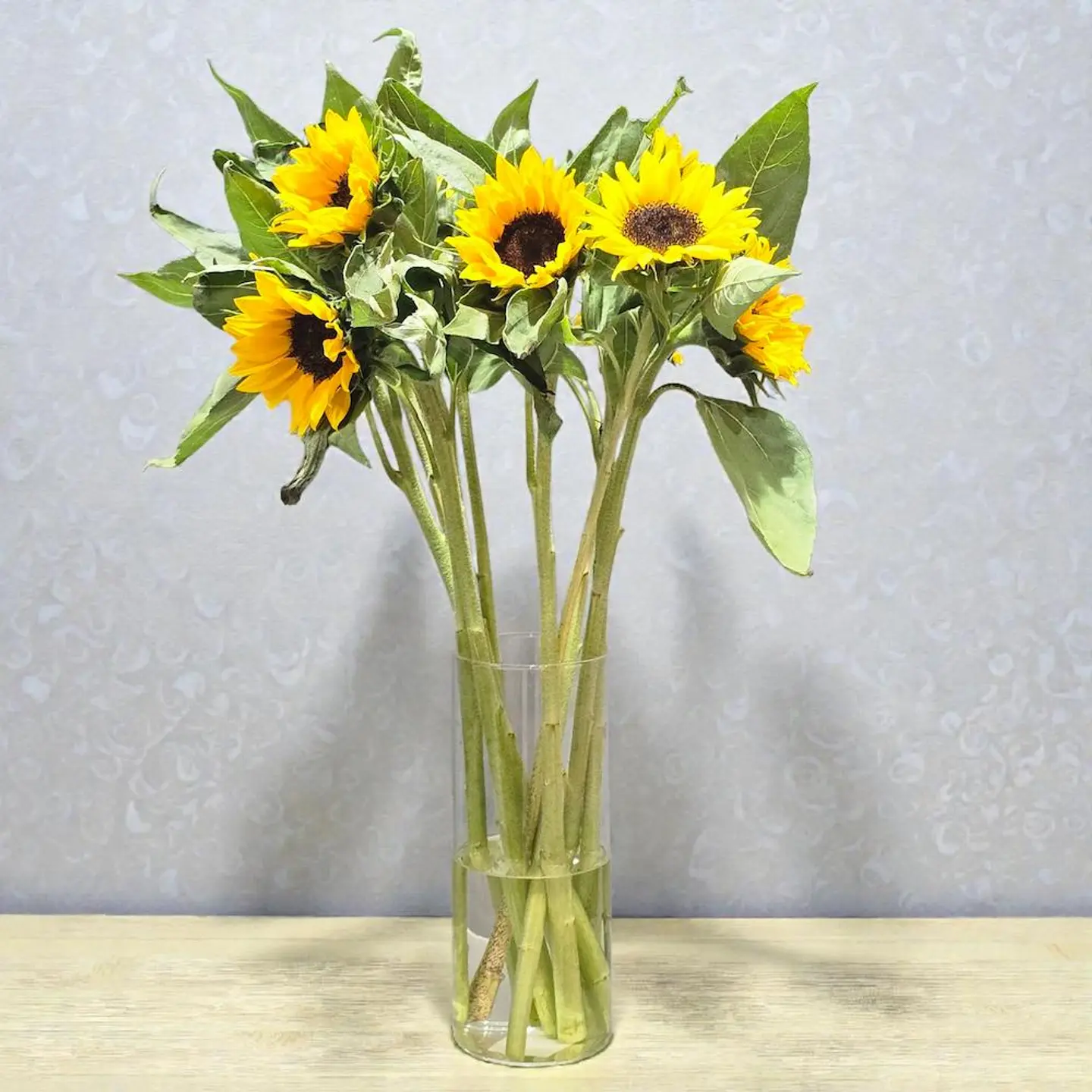 دوار الشمس المزهرة