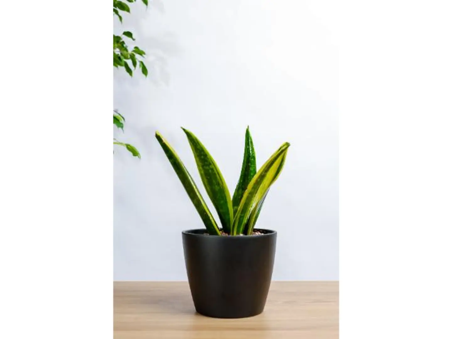 Tiger Skin Plant In A Black Marble Basin