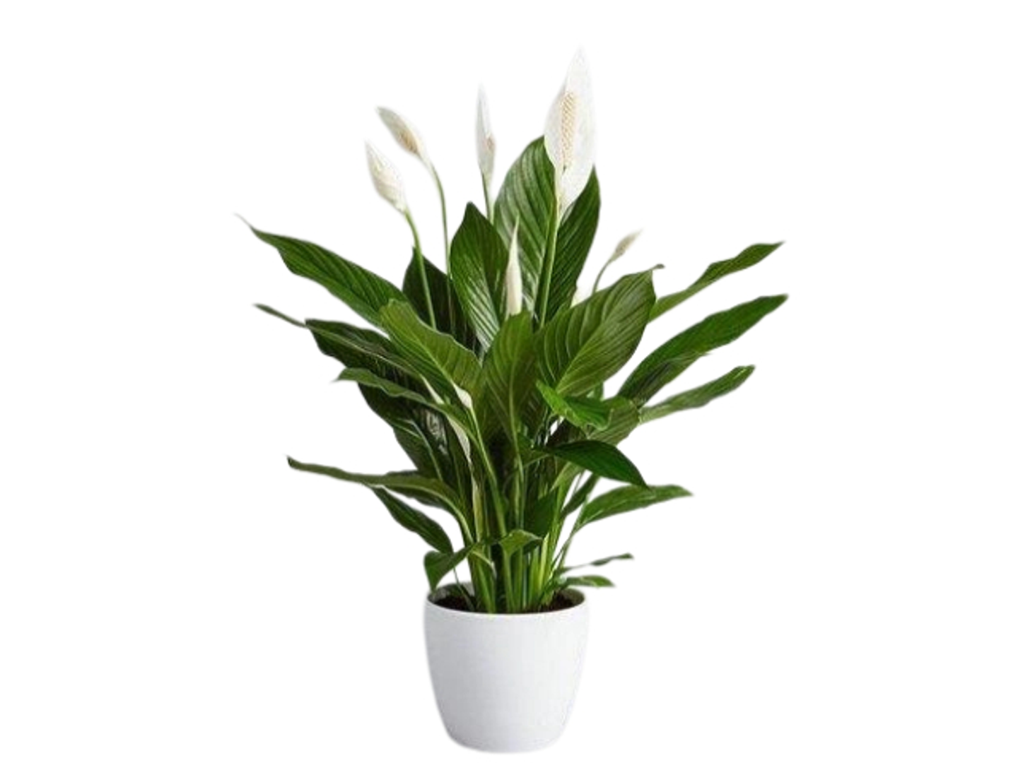 نبات الشيكو الحلو