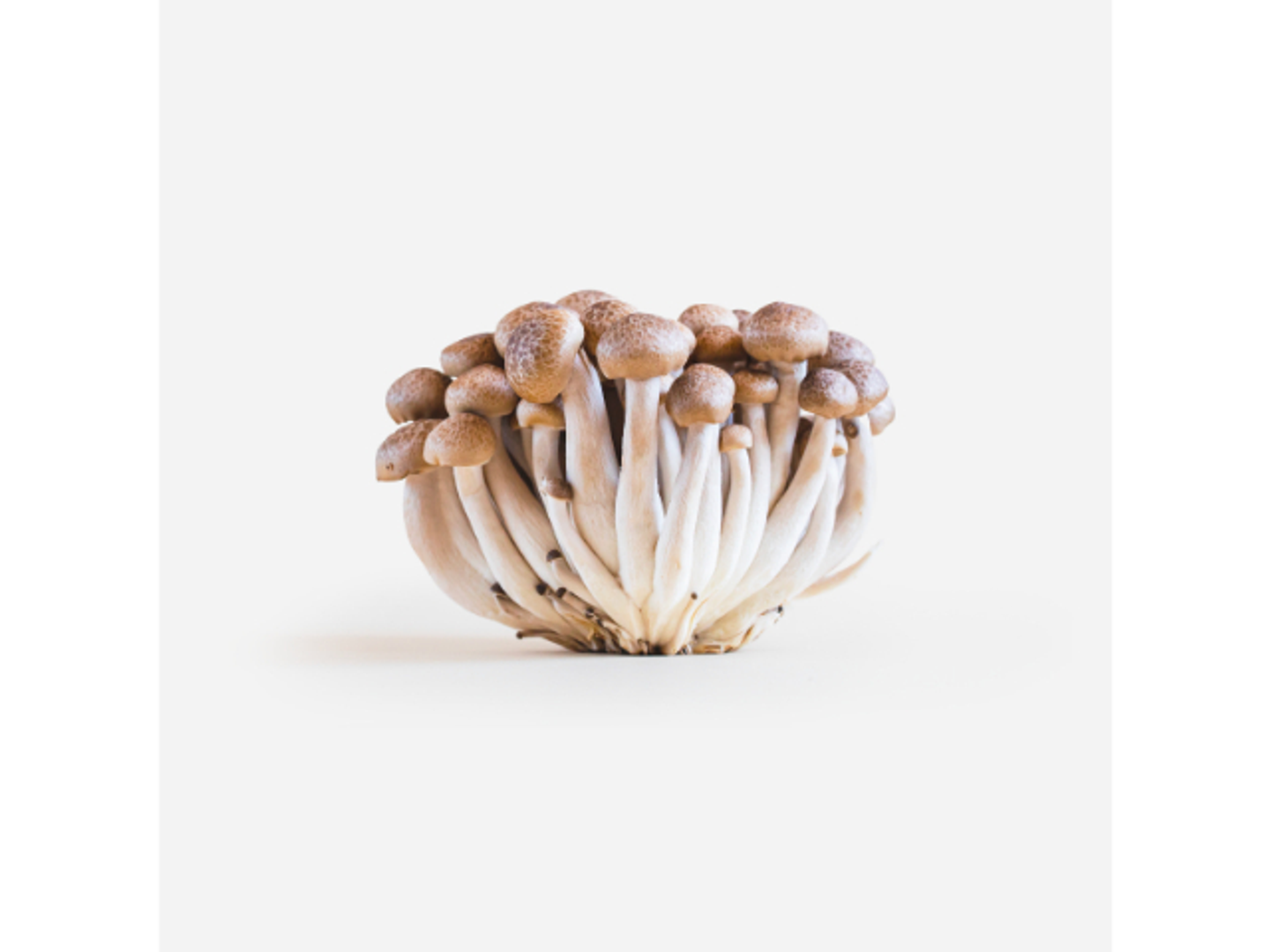 Brown Shimeji Mushrooms