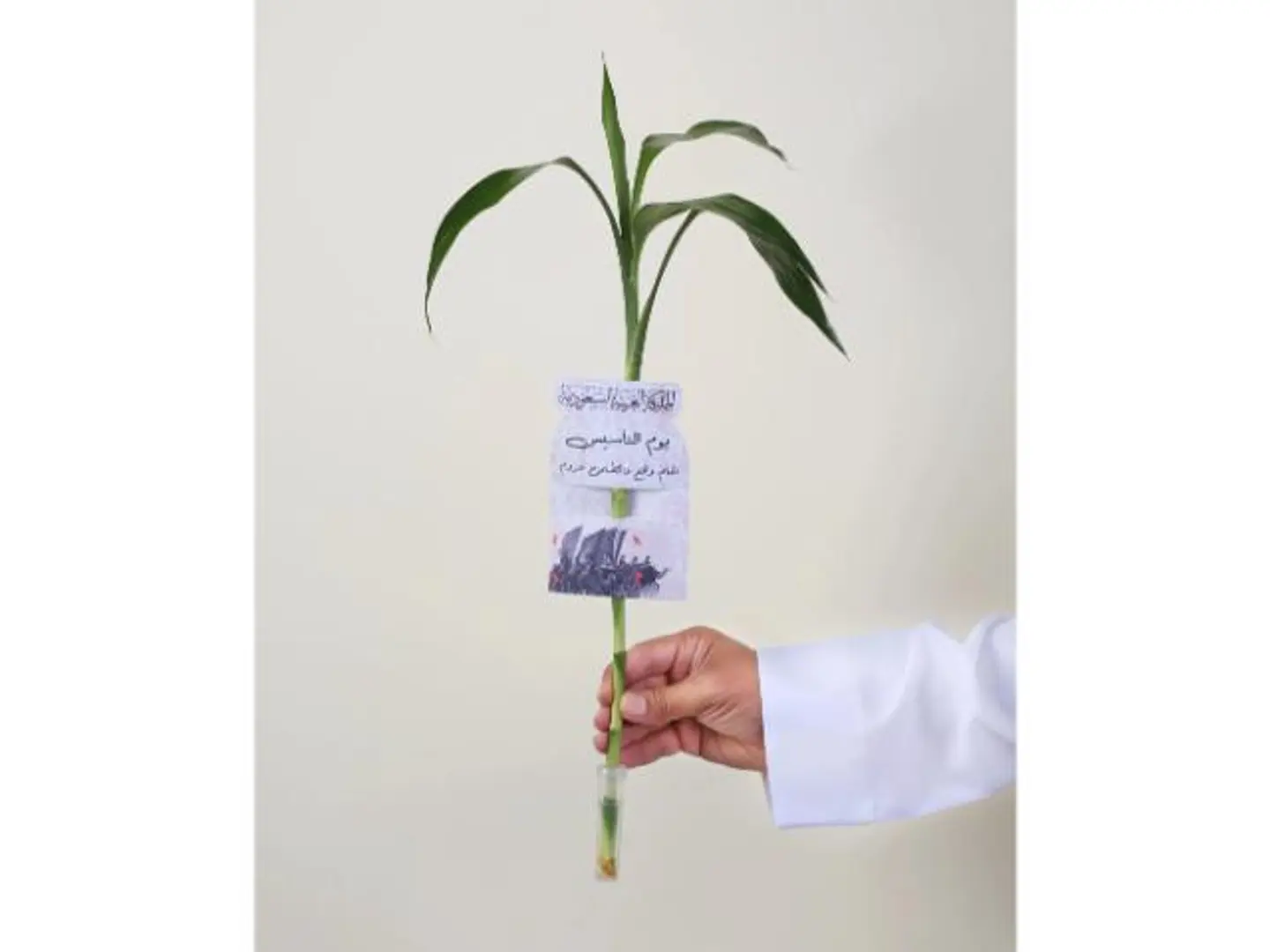 توزيعات ساق البامبو معلق بكارت يوم التأسيس