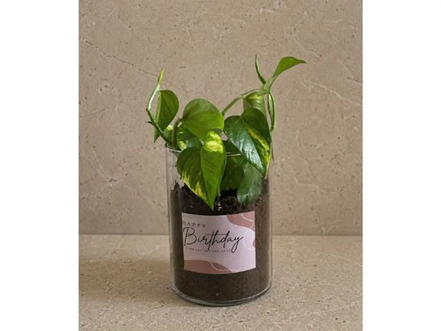 Pothos Plant Vase