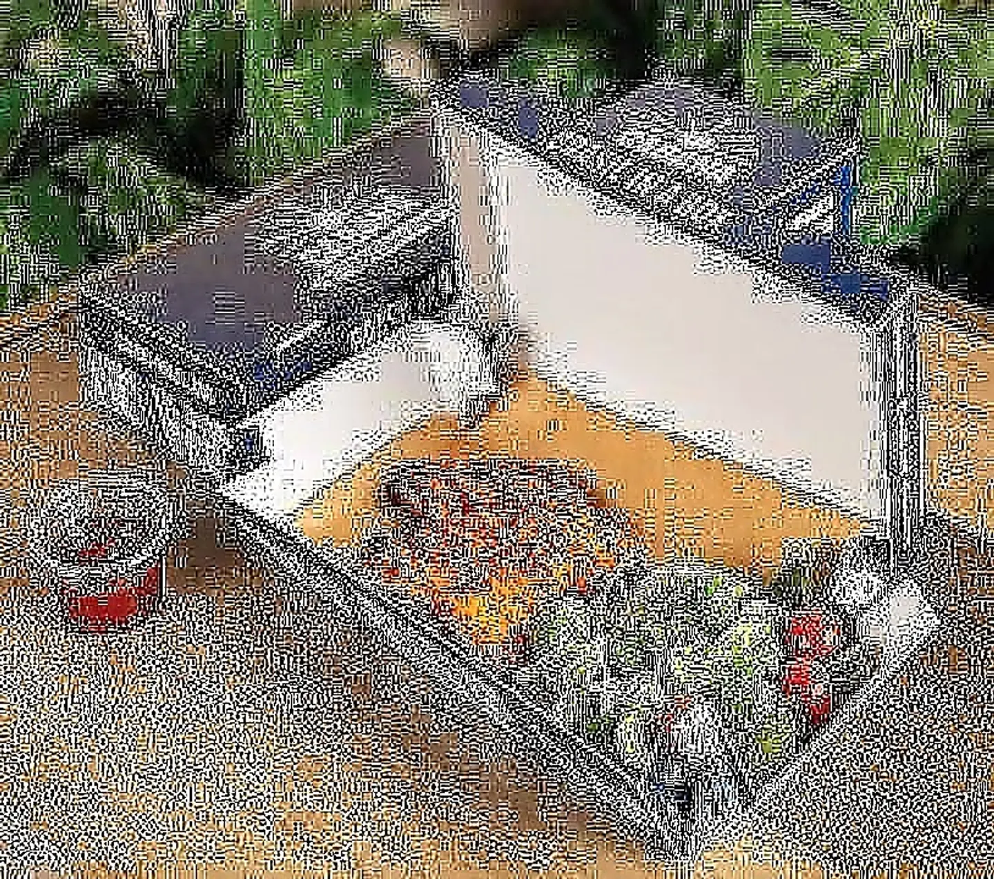 صدور الدجاج