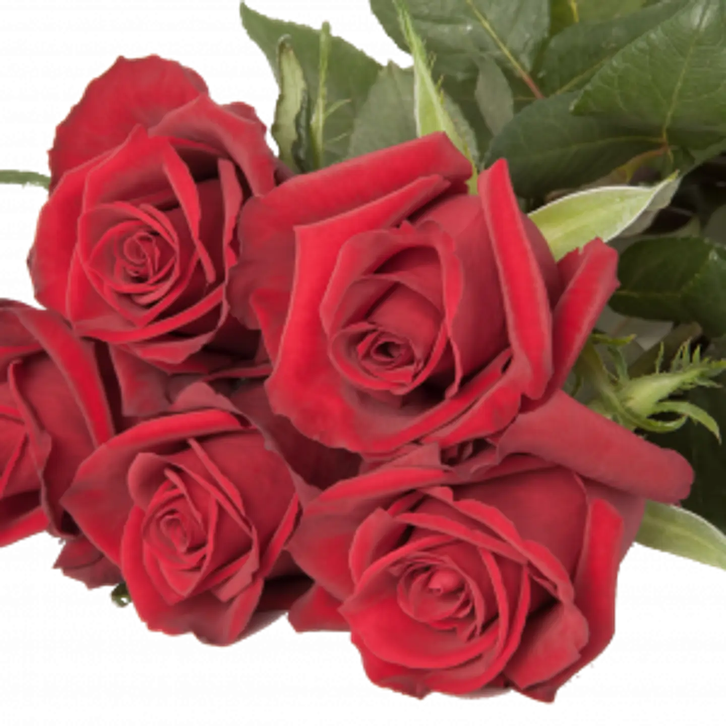 A18 Red Rose 10 Stem