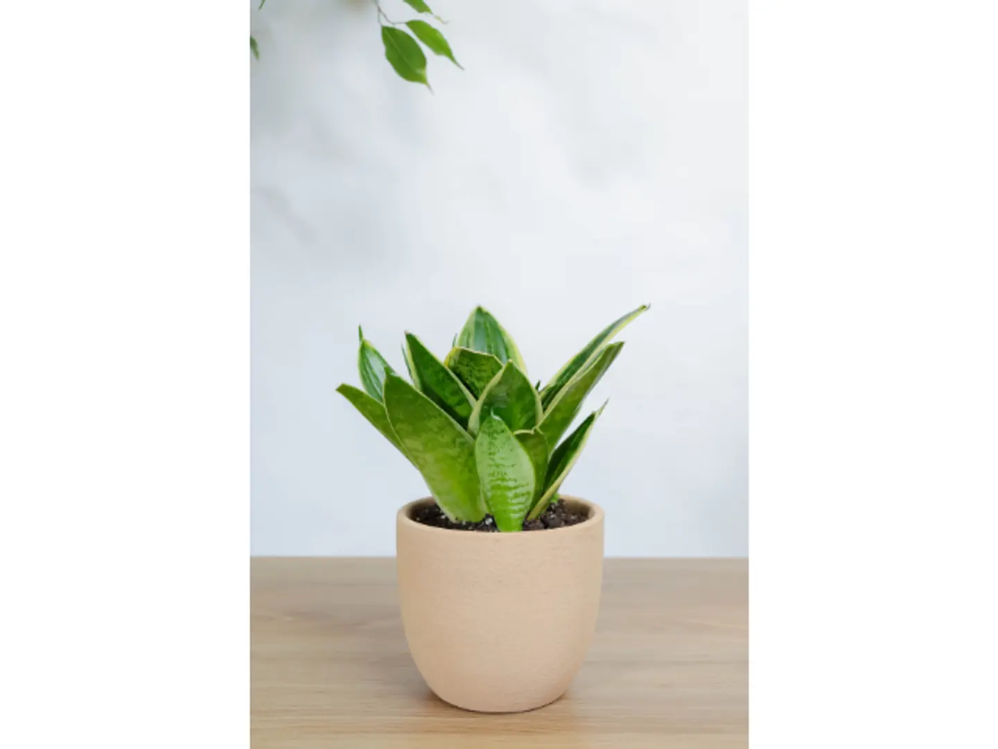 نبتة جلد النمر في اصيص فخار برتقالي خشن