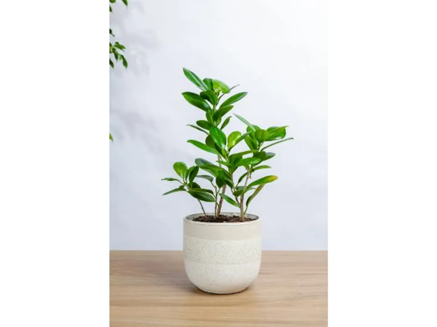 Ficus Panda In A White Marble Basin