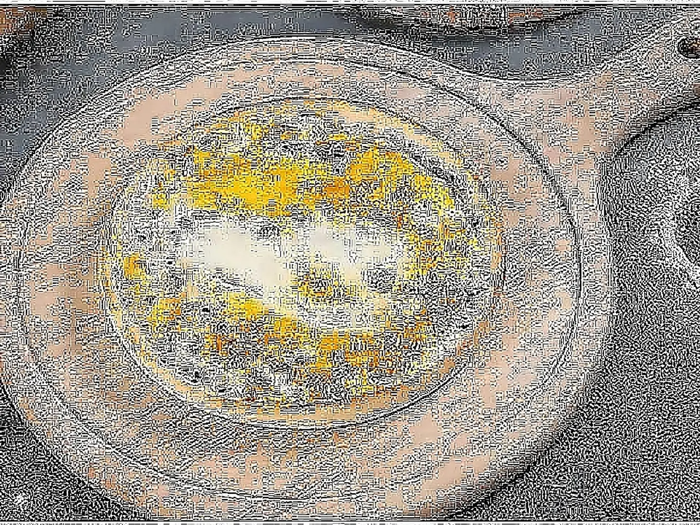 Plain Egg