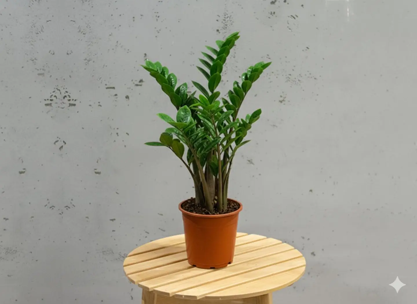 Zamia Plant