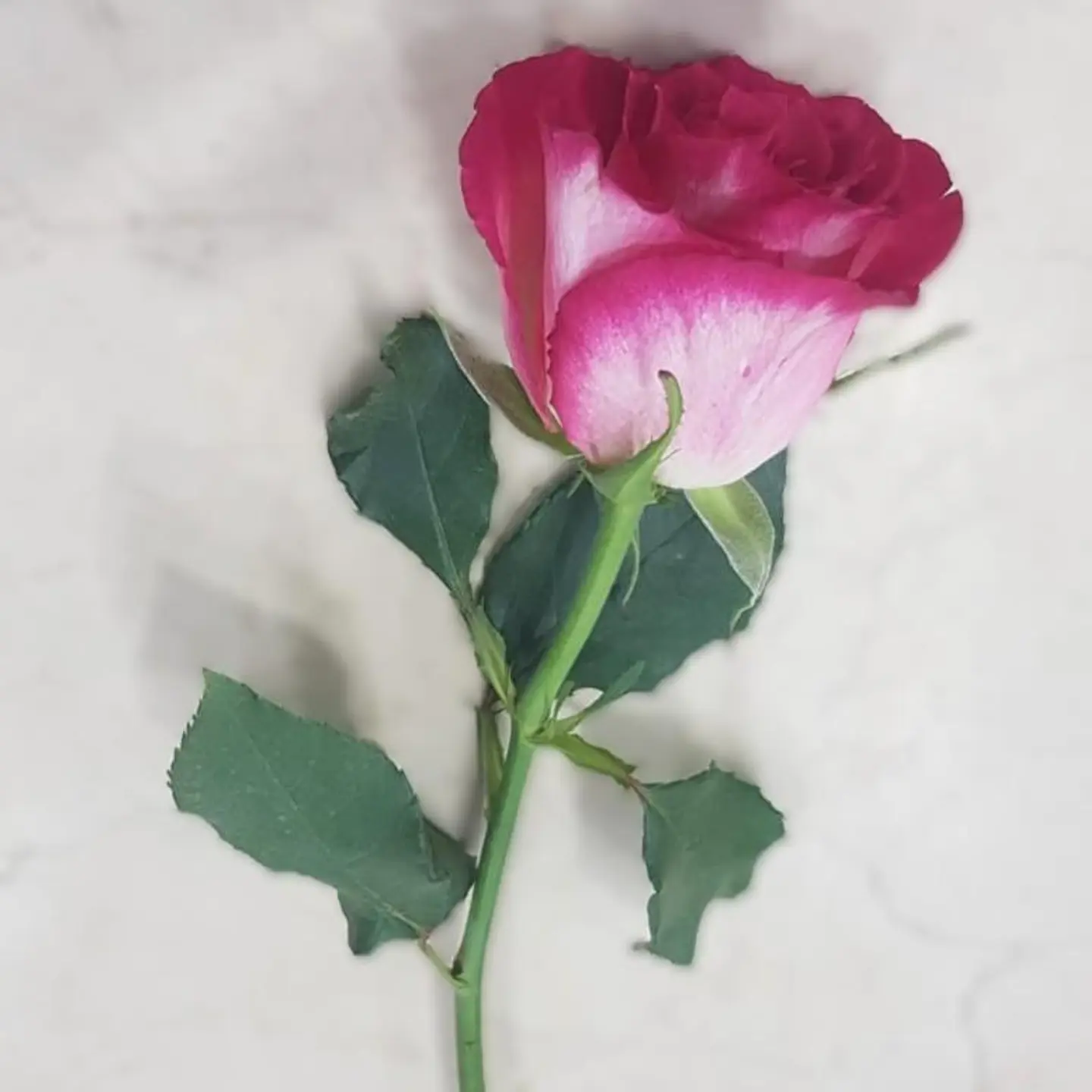 Double Color Fuchsia Rose